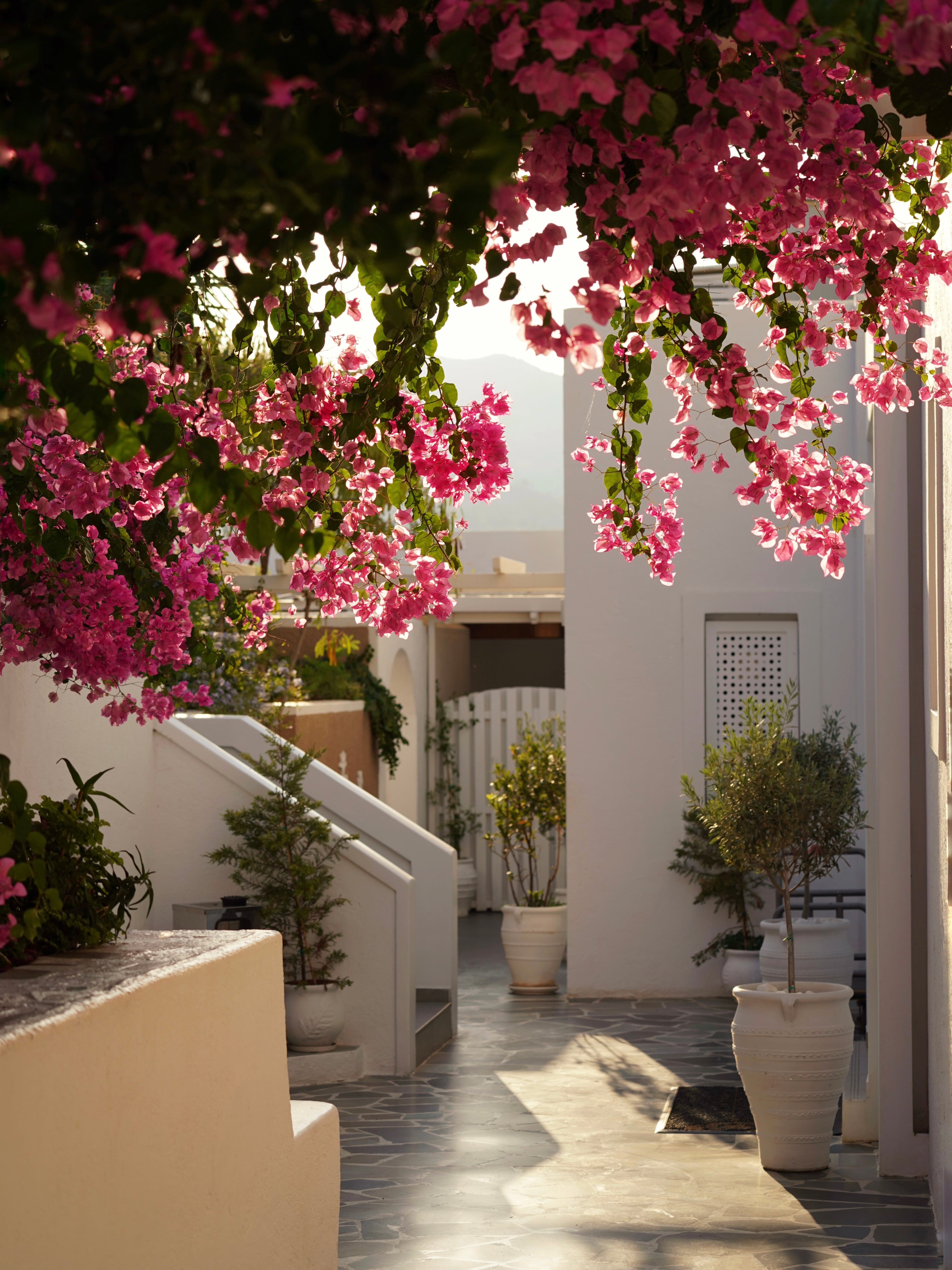 A bougainvillea-lined walkway on Amorgos