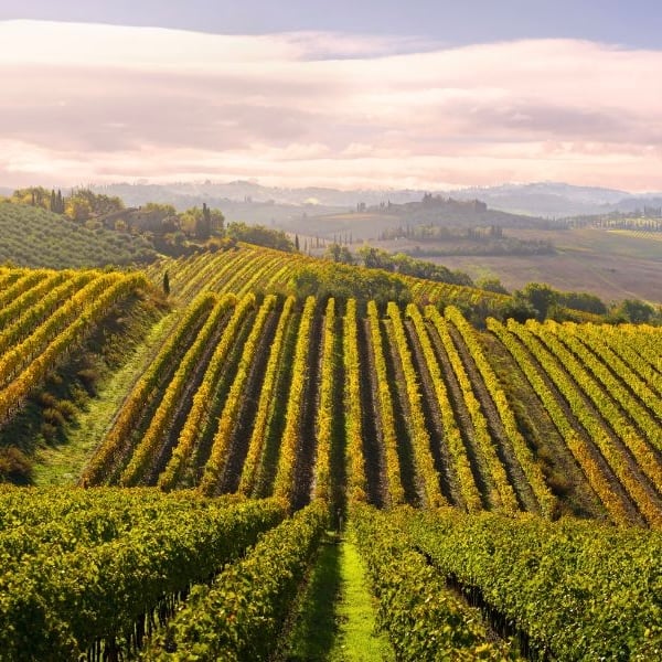 Rolling Tuscan vineyards